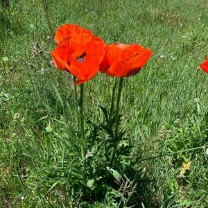 Meet your Posher, Collete